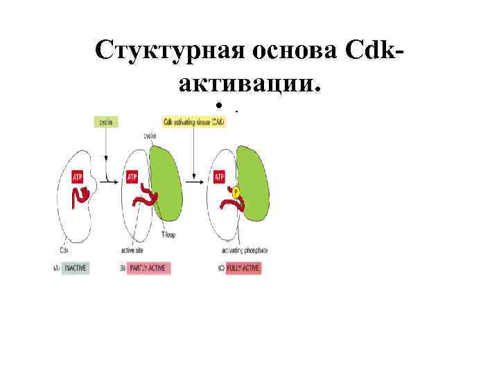 Стуктурная основа Cdkактивации. • . 