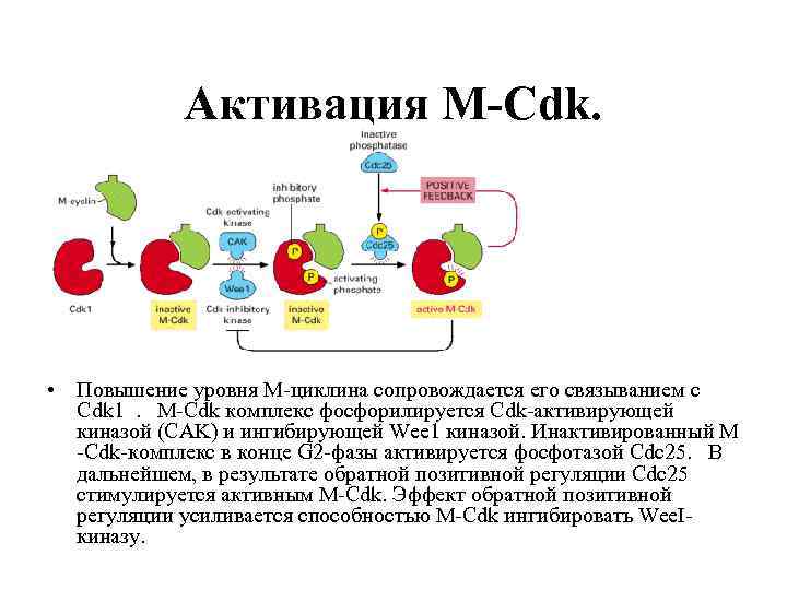 Активация M-Cdk. • Повышение уровня М-циклина сопровождается его связыванием с Cdk 1. M-Cdk комплекс