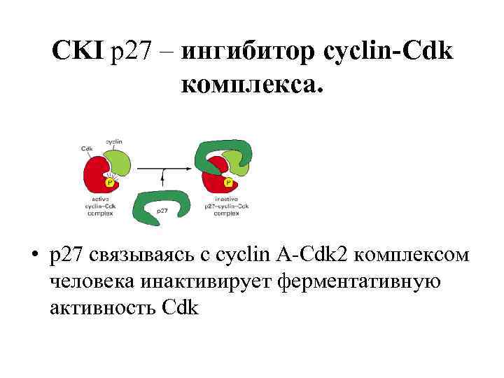 CKI p 27 – ингибитор cyclin-Cdk комплекса. • p 27 связываясь с cyclin A-Cdk