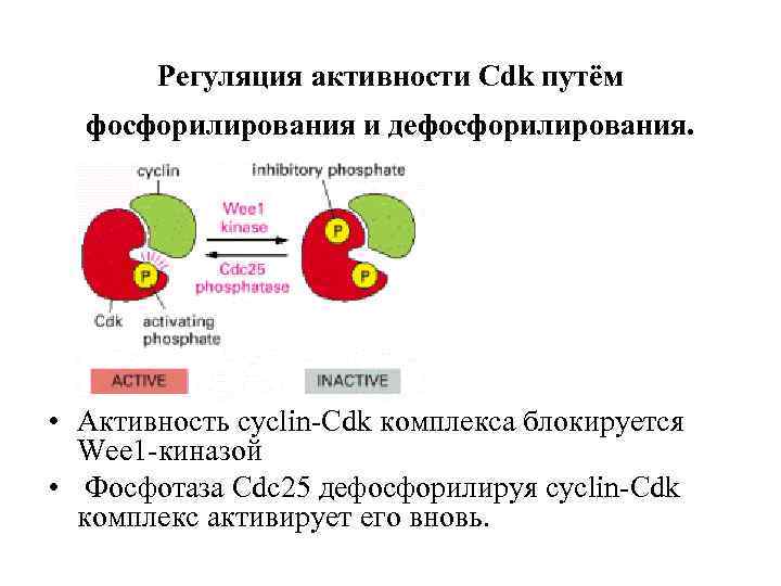 Регуляция активности Cdk путём фосфорилирования и дефосфорилирования. • Активность cyclin-Cdk комплекса блокируется Wee 1