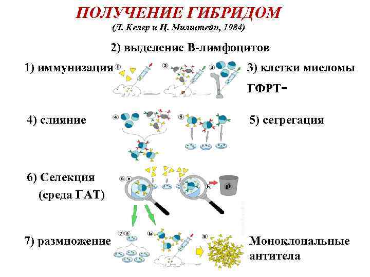 ПОЛУЧЕНИЕ ГИБРИДОМ (Д. Келер и Ц. Милштейн, 1984) 2) выделение В-лимфоцитов 1) иммунизация 3)