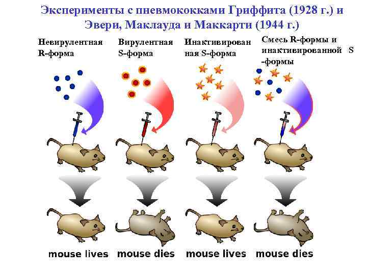 Эксперименты с пневмококками Гриффита (1928 г. ) и Эвери, Маклауда и Маккарти (1944 г.