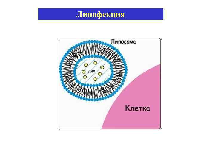 Липофекция 