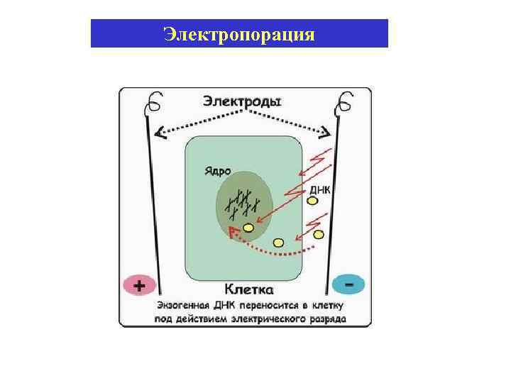 Электропорация 