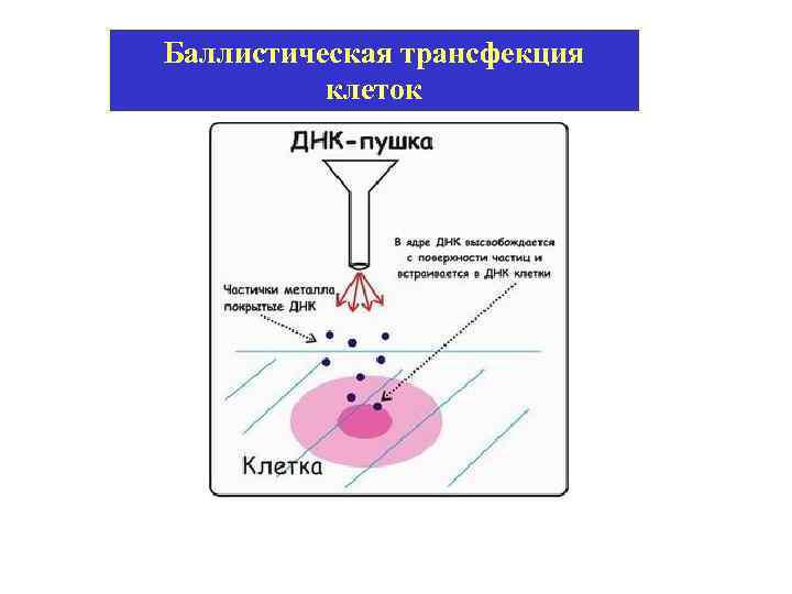 Баллистическая трансфекция клеток 