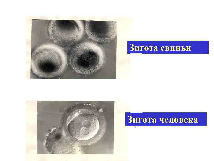 Зигота свиньи Зигота человека 
