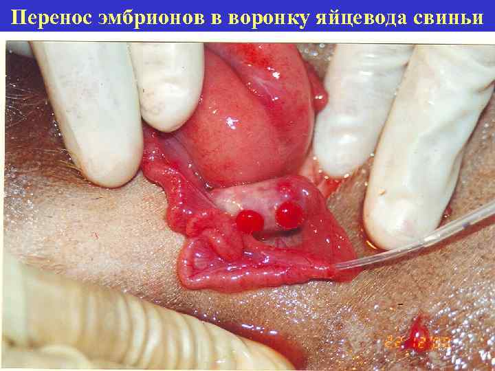 Перенос эмбрионов в воронку яйцевода свиньи 