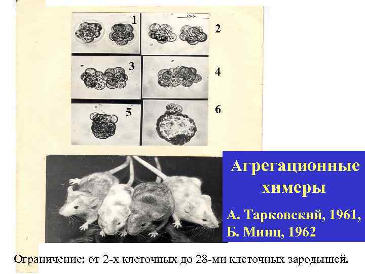 1 2 3 4 5 6 Агрегационные химеры А. Тарковский, 1961, Б. Минц, 1962
