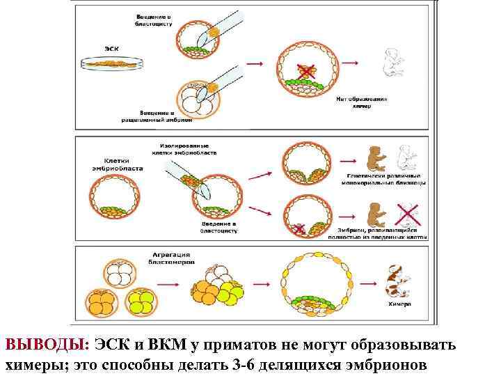 Введение в делящийся эмбрион ВКМ ВЫВОДЫ: ЭСК и ВКМ у приматов не могут образовывать