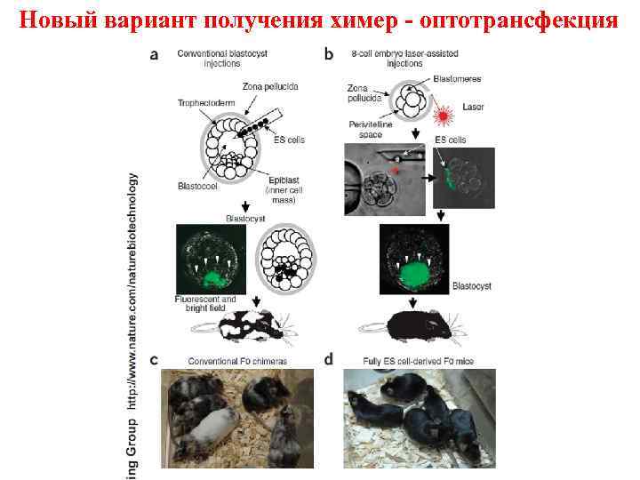  Новый вариант получения химер - оптотрансфекция 