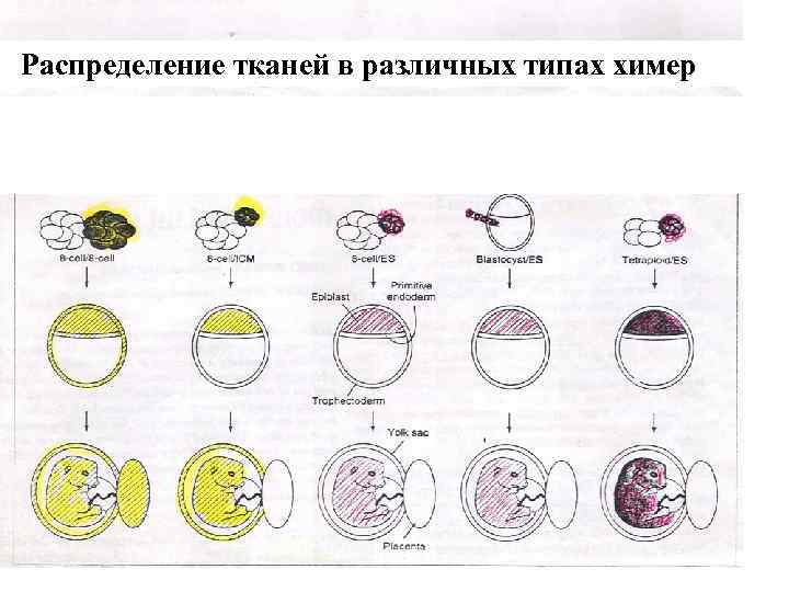Распределение тканей в различных типах химер 