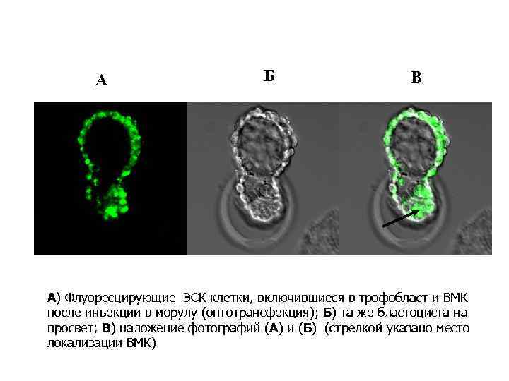 A Б В А) Флуоресцирующие ЭСК клетки, включившиеся в трофобласт и ВМК после инъекции