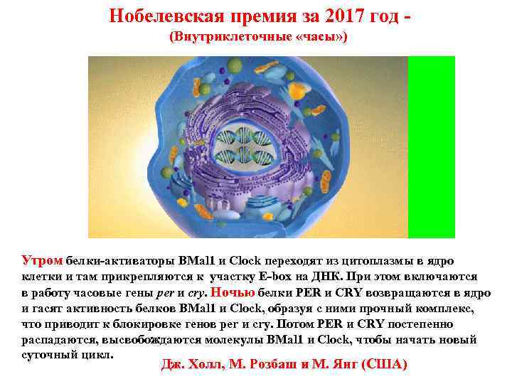 Нобелевская премия за 2017 год - (Внутриклеточные «часы» ) Утром белки-активаторы BMal 1 и