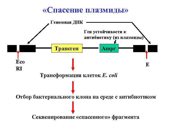 Исследователь трансформировал клетки бактерий плазмидой содержащей ген