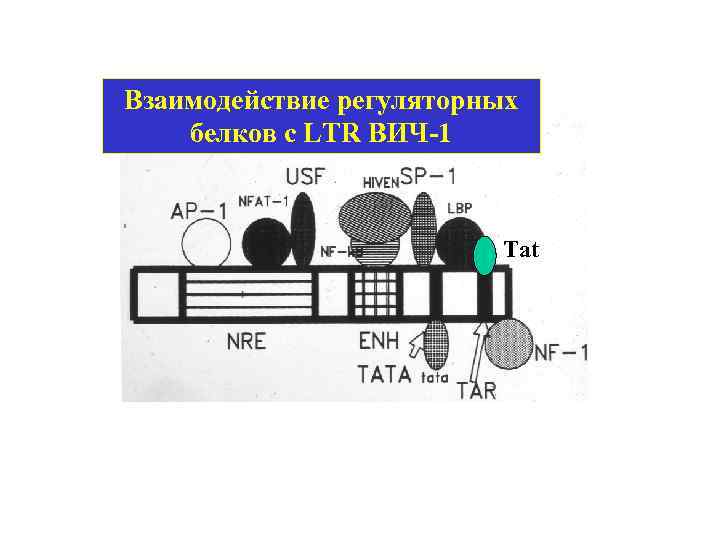 Взаимодействие регуляторных белков с LTR ВИЧ-1 Tat 