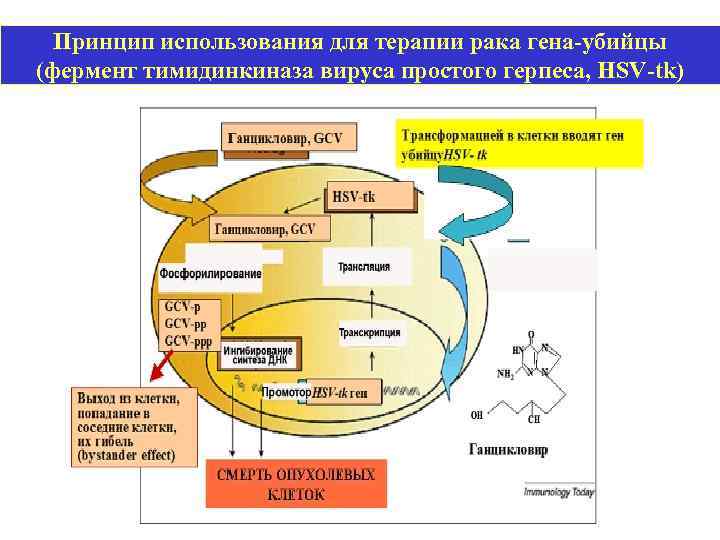 Принцип использования для терапии рака гена-убийцы (фермент тимидинкиназа вируса простого герпеса, HSV-tk) 