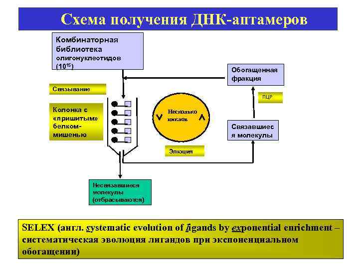 Схема получения ДНК-аптамеров Комбинаторная библиотека олигонуклеотидов (1015) Обогащенная фракция Связывание ПЦР Колонка с «пришитым»