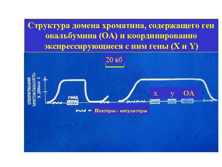 Структура домена хроматина, содержащего ген овальбумина (ОА) и координированно экспрессирующиеся с ним гены (Х