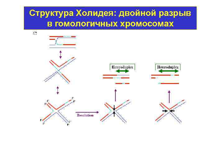 Структура Холидея: двойной разрыв в гомологичных хромосомах 
