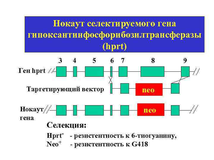 Нокаут селектируемого гена гипоксантинфосфорибозилтрансферазы (hprt) 3 4 5 6 7 8 9 Ген hprt