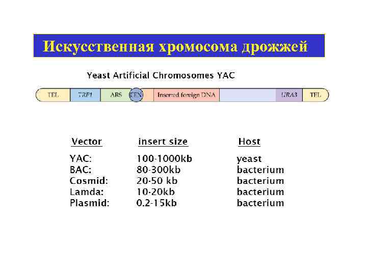 Искусственная хромосома дрожжей 