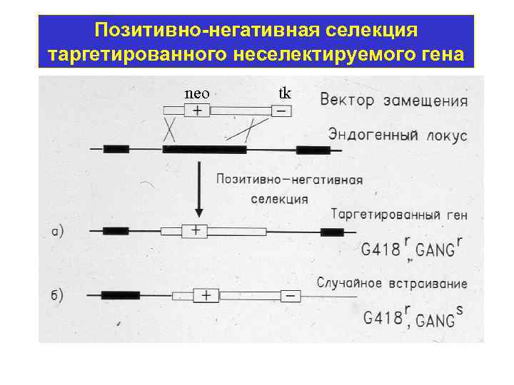 Позитивно-негативная селекция таргетированного неселектируемого гена neo tk 
