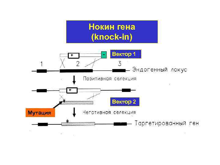 Нокин гена (knock-in) + Вектор 1 + Вектор 2 Мутация 