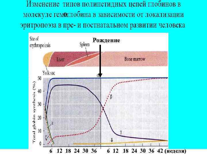 о Рождение 6 12 18 24 30 36 6 12 18 24 30 36