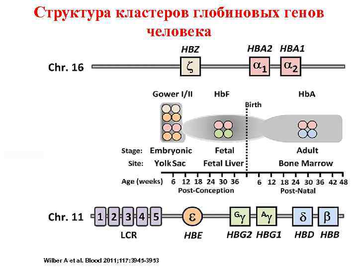 Структура кластеров глобиновых генов человека Schematic of genomic structural organization of the human α-globin