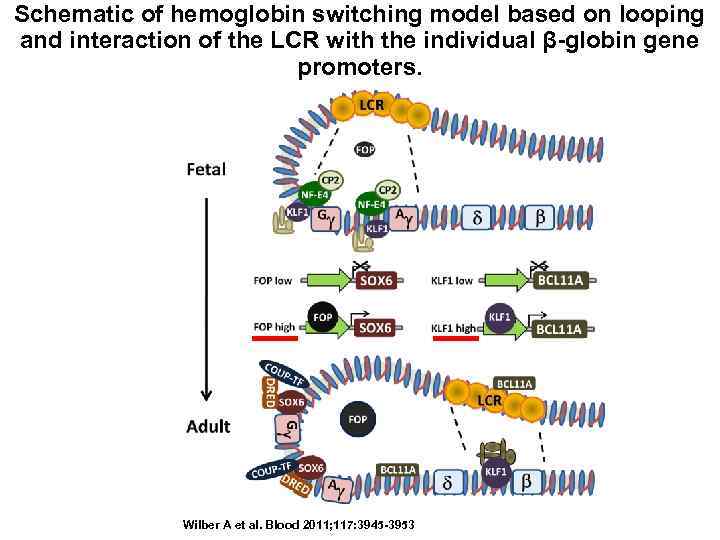 Schematic of hemoglobin switching model based on looping and interaction of the LCR with