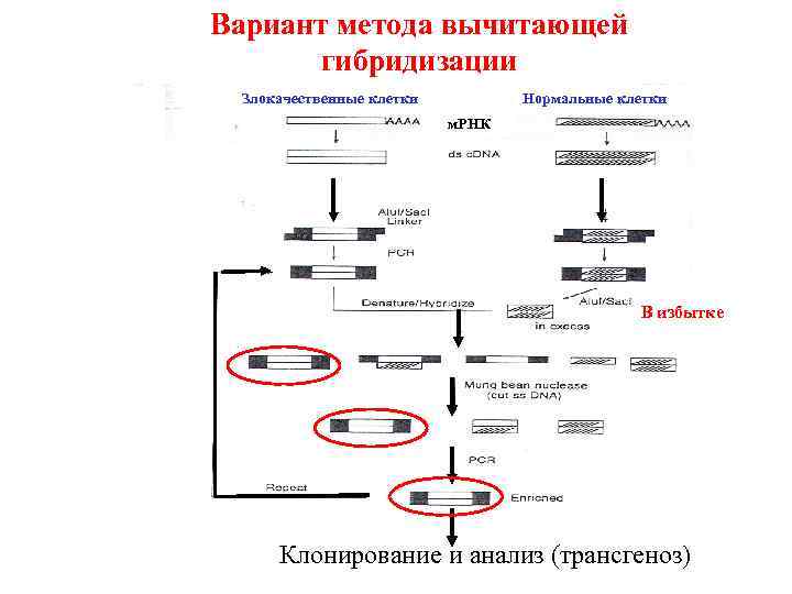 Вариант метода вычитающей гибридизации Злокачественные клетки Нормальные клетки м. РНК В избытке Клонирование и