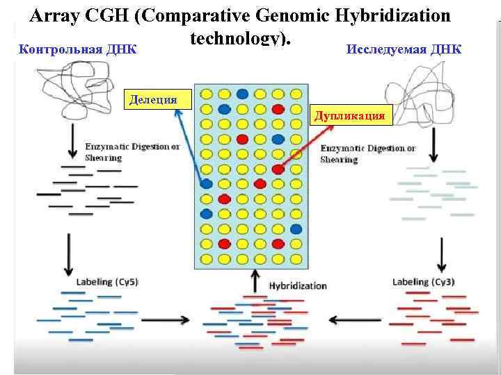 Array CGH (Comparative Genomic Hybridization technology). Контрольная ДНК Исследуемая ДНК Делеция Дупликация 