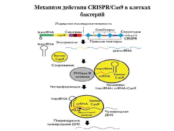 Механизм действия CRISPR/Cas 9 в клетках бактерий 