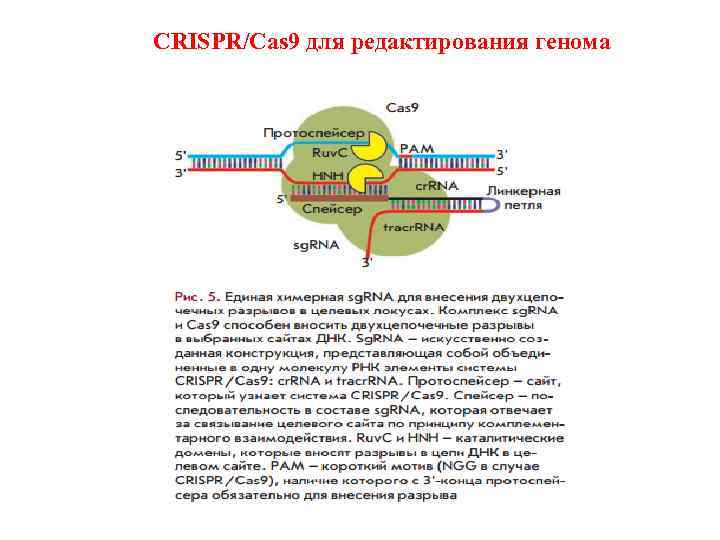 CRISPR/Cas 9 для редактирования генома 