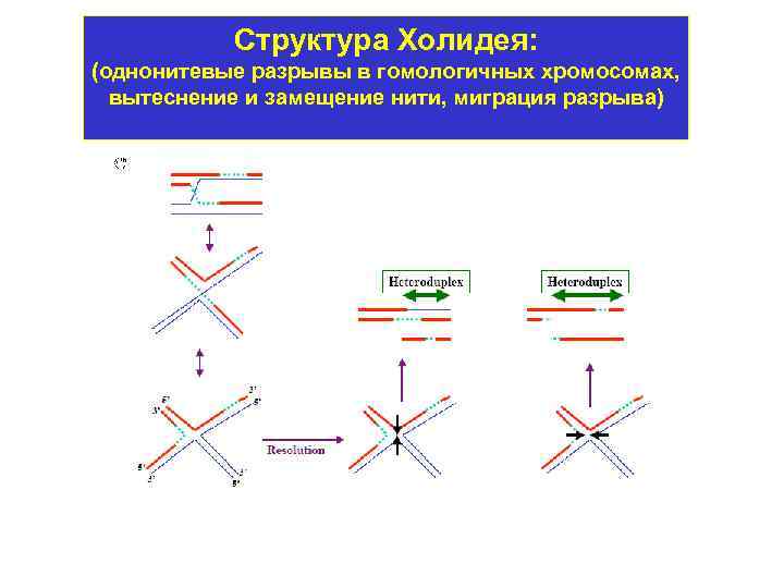 Обмен гомологичными участками называется