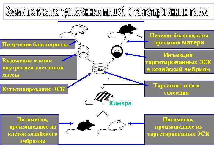 Перенос бластоцисты приемной матери Получение бластоцисты Инъекция таргетированных ЭСК в хозяйский эмбрион Выделение клеток