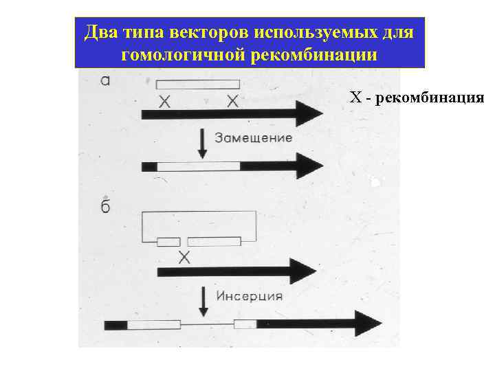 Два типа векторов используемых для гомологичной рекомбинации Х - рекомбинация 