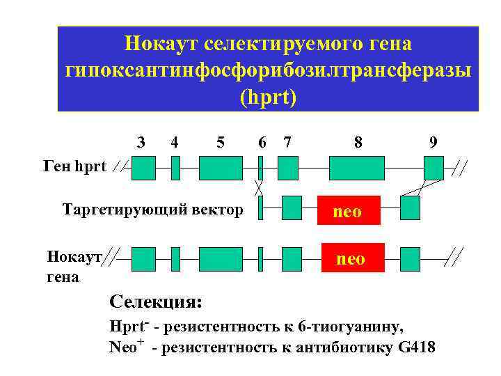 Нокаут селектируемого гена гипоксантинфосфорибозилтрансферазы (hprt) 3 4 5 6 7 8 9 Ген hprt