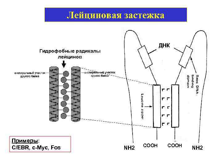 Лейциновая застежка ДНК Гидрофобные радикалы лейцинов Примеры: С/EBR, с-Myc, Fos NH 2 COOH NH