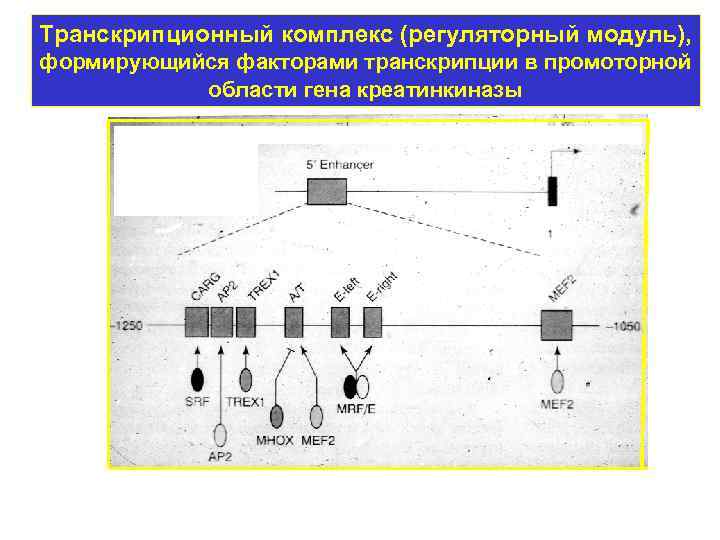 Транскрипционный комплекс (регуляторный модуль), формирующийся факторами транскрипции в промоторной области гена креатинкиназы 