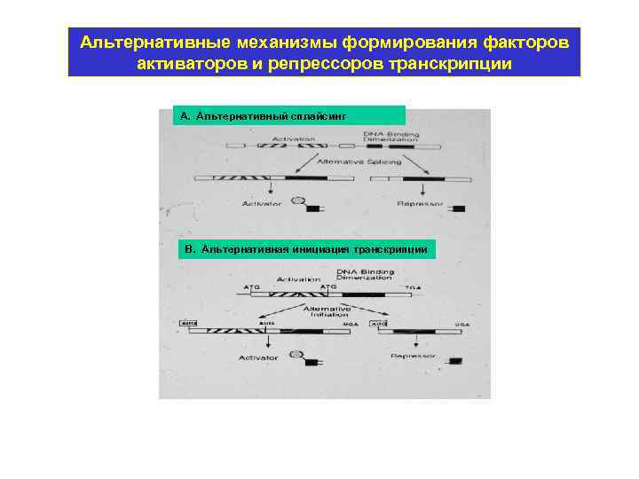 Альтернативные механизмы формирования факторов активаторов и репрессоров транскрипции А. Альтернативный сплайсинг В. Альтернативная инициация