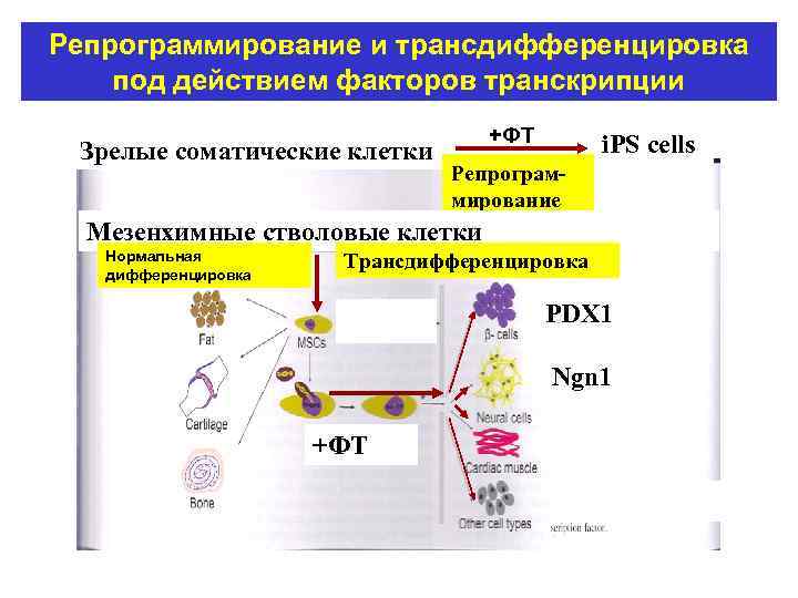 Репрограммирование и трансдифференцировка под действием факторов транскрипции +ФТ Зрелые соматические клетки i. PS cells