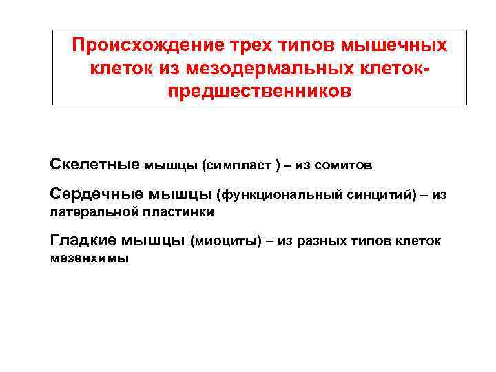 Происхождение трех типов мышечных клеток из мезодермальных клетокпредшественников Скелетные мышцы (симпласт ) – из