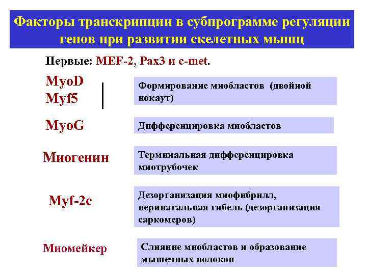 Факторы транскрипции в субпрограмме регуляции генов при развитии скелетных мышц Первые: MEF-2, Pax 3