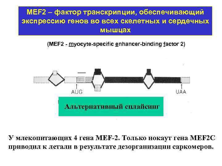 MEF 2 – фактор транскрипции, обеспечивающий экспрессию генов во всех скелетных и сердечных мышцах