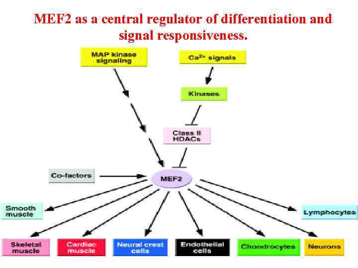 MEF 2 as a central regulator of differentiation and signal responsiveness. 