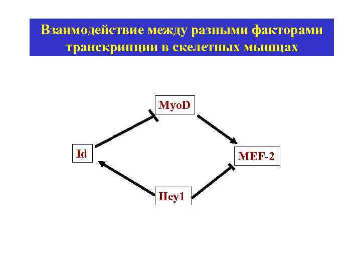 Взаимодействие между разными факторами транскрипции в скелетных мышцах Myo. D Id MEF-2 Hey 1