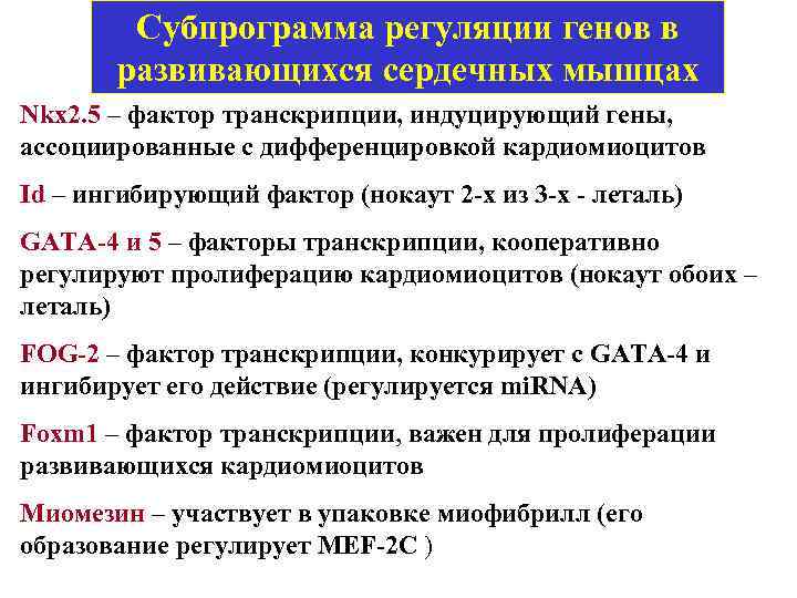 Субпрограмма регуляции генов в развивающихся сердечных мышцах Nkx 2. 5 – фактор транскрипции, индуцирующий