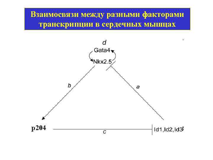 Взаимосвязи между разными факторами транскрипции в сердечных мышцах p 204 