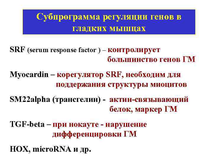 Субпрограмма регуляции генов в гладких мышцах SRF (serum response factor ) – контролирует большинство